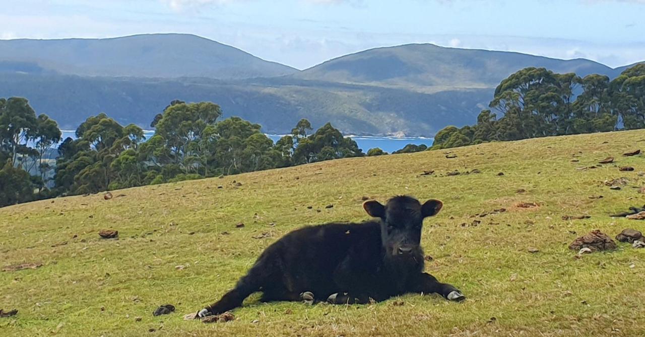 Ruby'S Cottage Farm Stay Port Arthur Εξωτερικό φωτογραφία