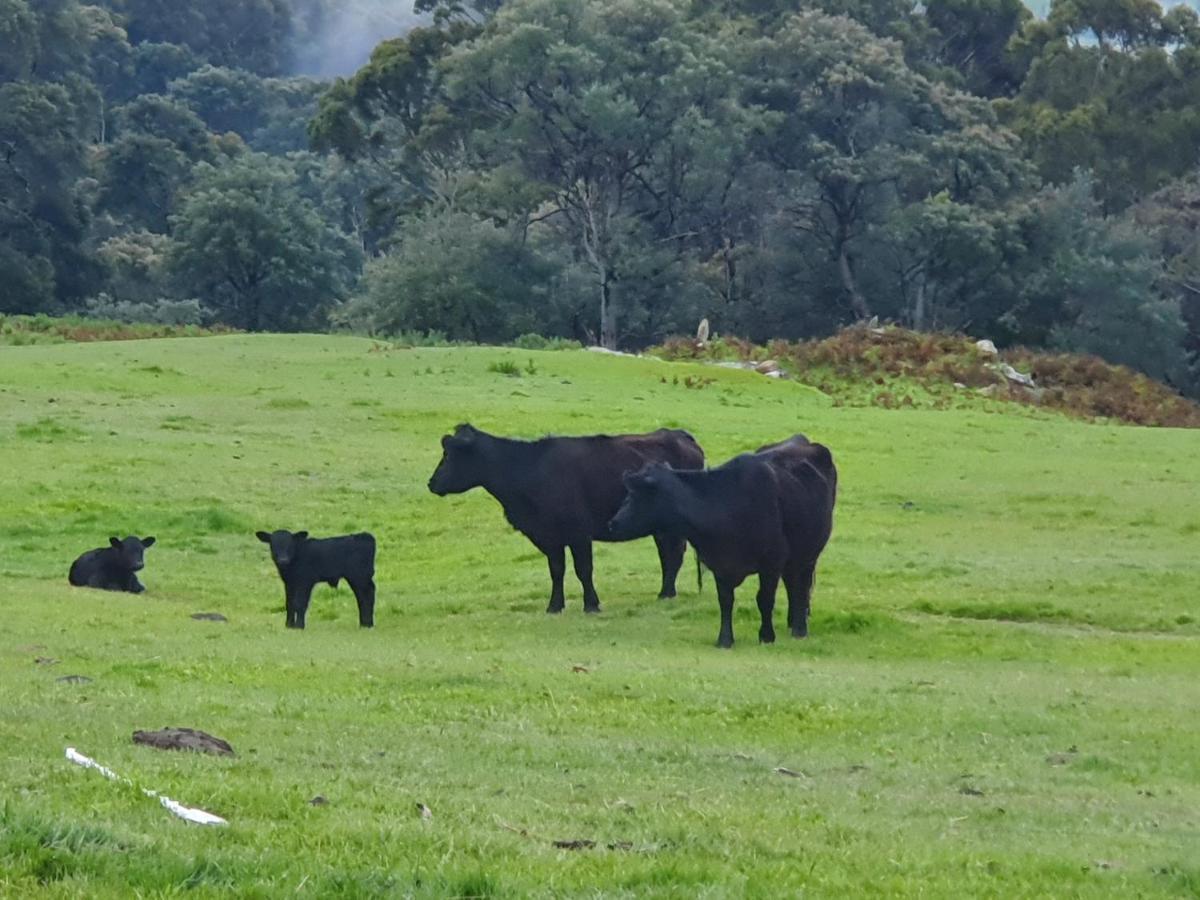 Ruby'S Cottage Farm Stay Port Arthur Εξωτερικό φωτογραφία