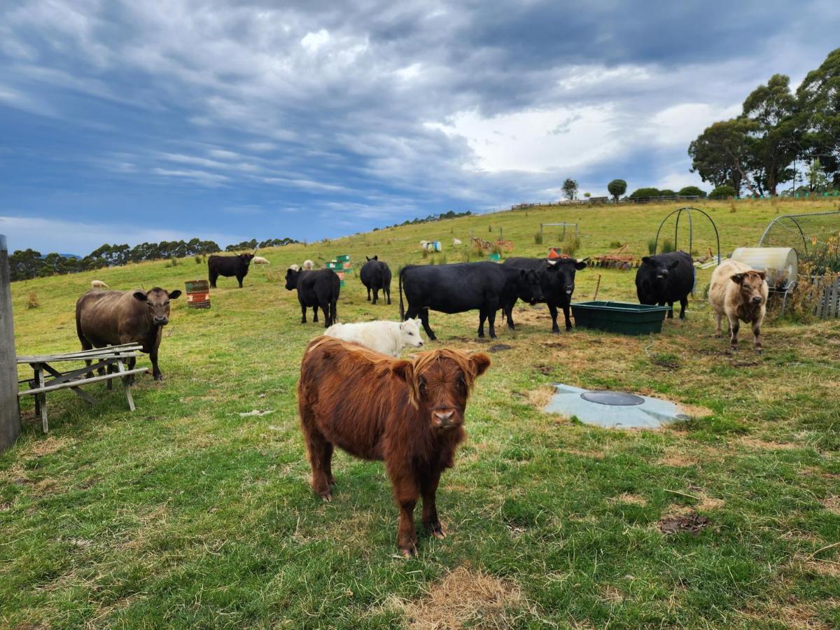 Ruby'S Cottage Farm Stay Port Arthur Εξωτερικό φωτογραφία