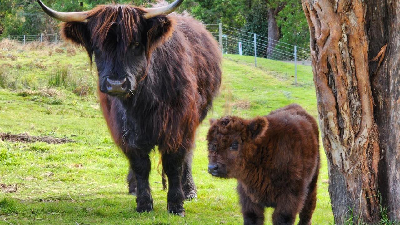 Ruby'S Cottage Farm Stay Port Arthur Εξωτερικό φωτογραφία