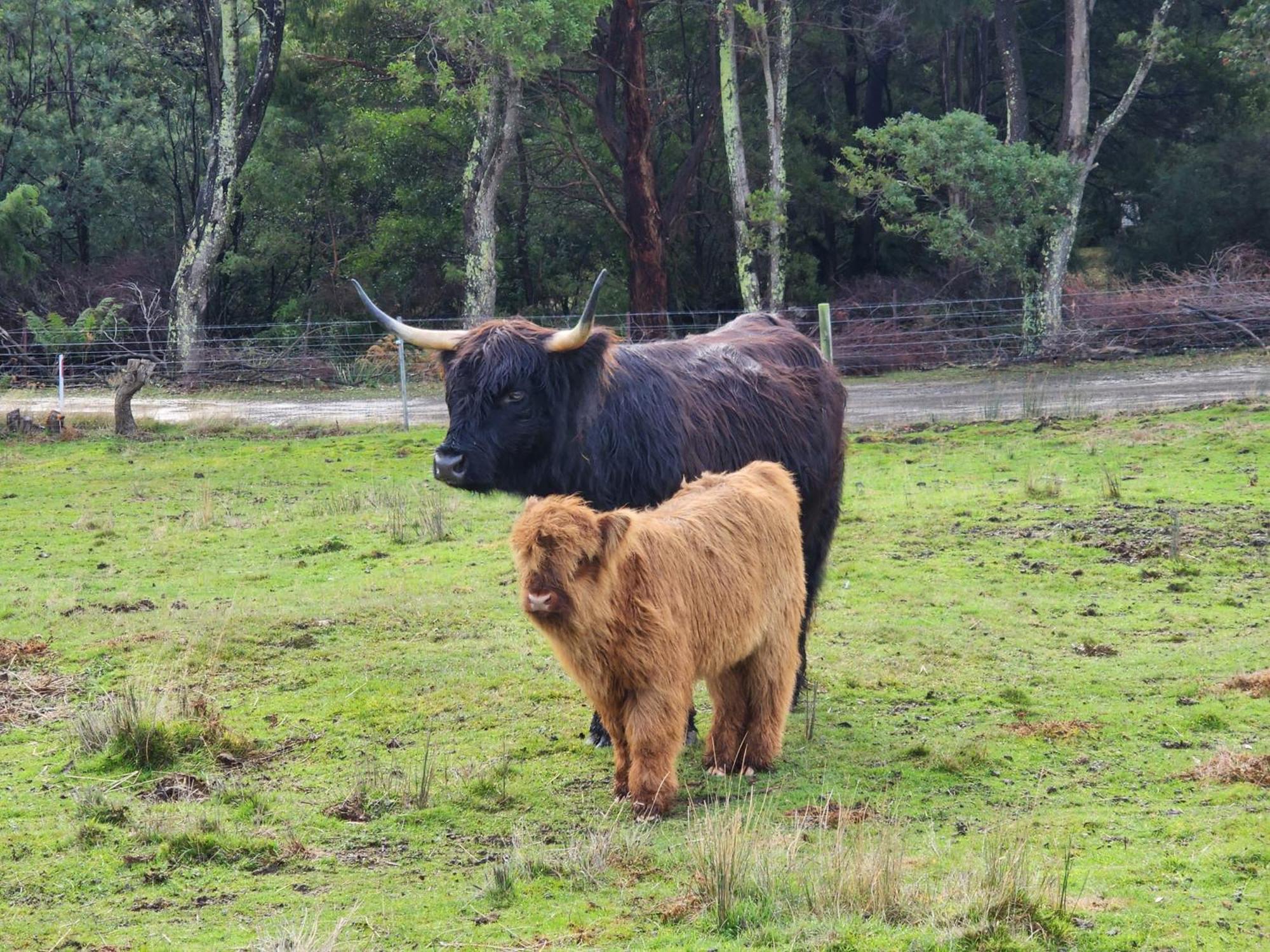 Ruby'S Cottage Farm Stay Port Arthur Εξωτερικό φωτογραφία