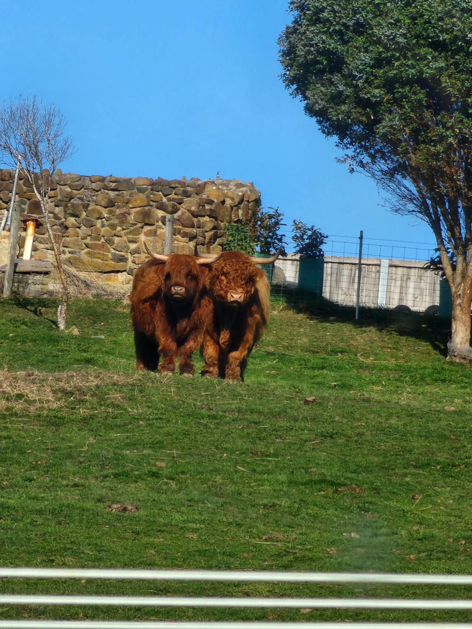 Ruby'S Cottage Farm Stay Port Arthur Εξωτερικό φωτογραφία