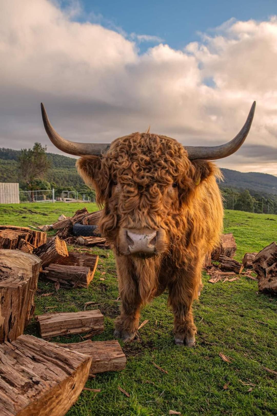 Ruby'S Cottage Farm Stay Port Arthur Εξωτερικό φωτογραφία