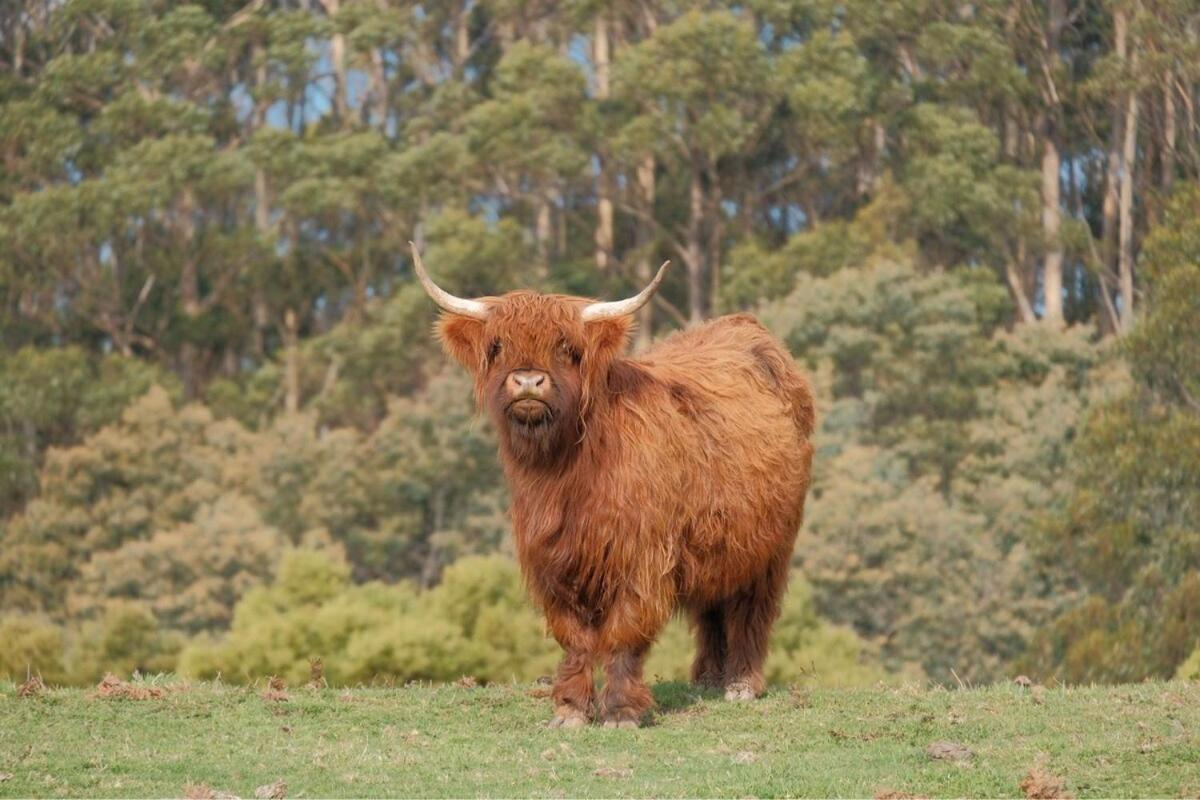 Ruby'S Cottage Farm Stay Port Arthur Εξωτερικό φωτογραφία