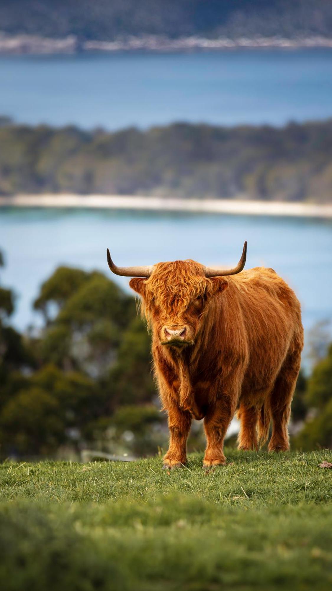 Ruby'S Cottage Farm Stay Port Arthur Εξωτερικό φωτογραφία